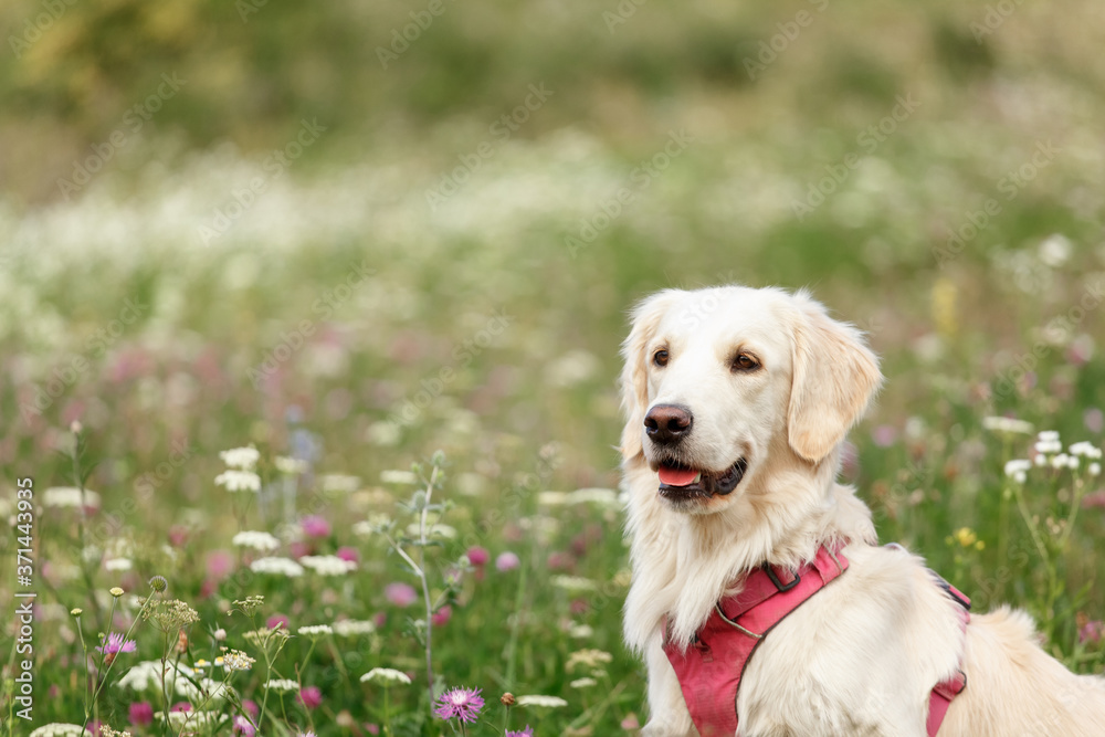 Golden retriever walks in a blooming field Golden retriever walks in a blooming field