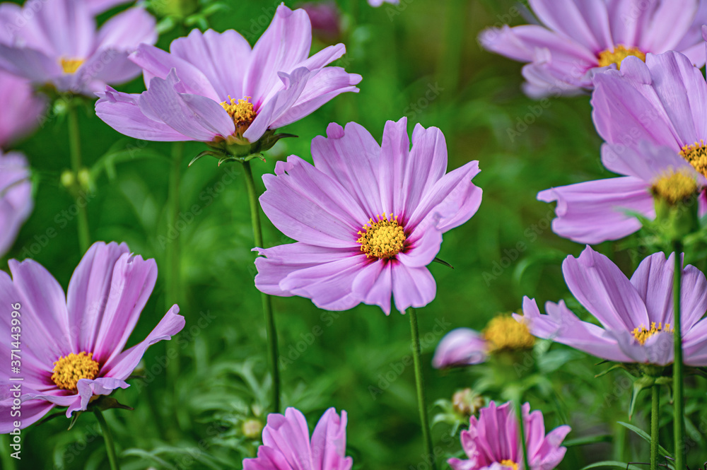 Beautiful pink cosmos flowers in the field. Purple flowers in full bloom. Beautiful pink cosmos flowers in the field. Purple flowers in full bloom.
