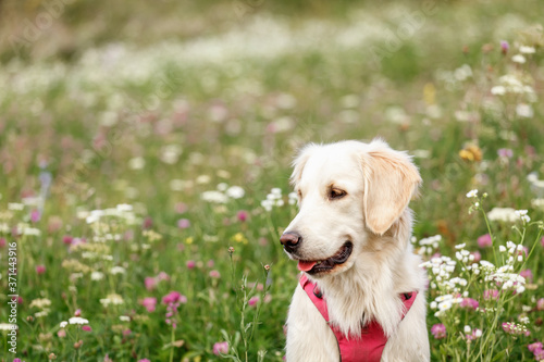 Golden Retriever on a background of flowers in the summer fields close up