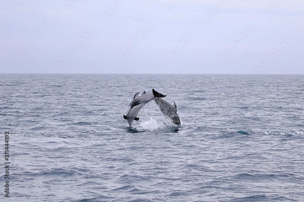 Fototapeta premium むつ湾のカマイルカ