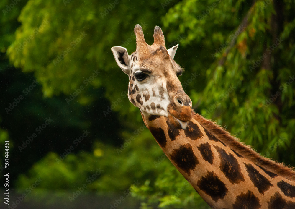 Obraz premium Naughty Giraffe teasing.