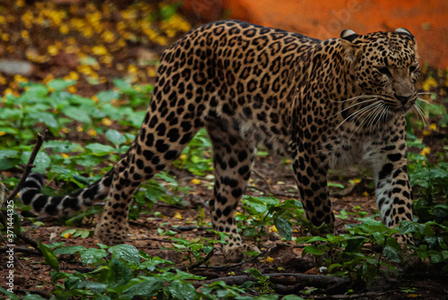 Young Leopard up for hunt.