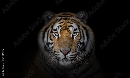 Portrait of tiger on dark background.