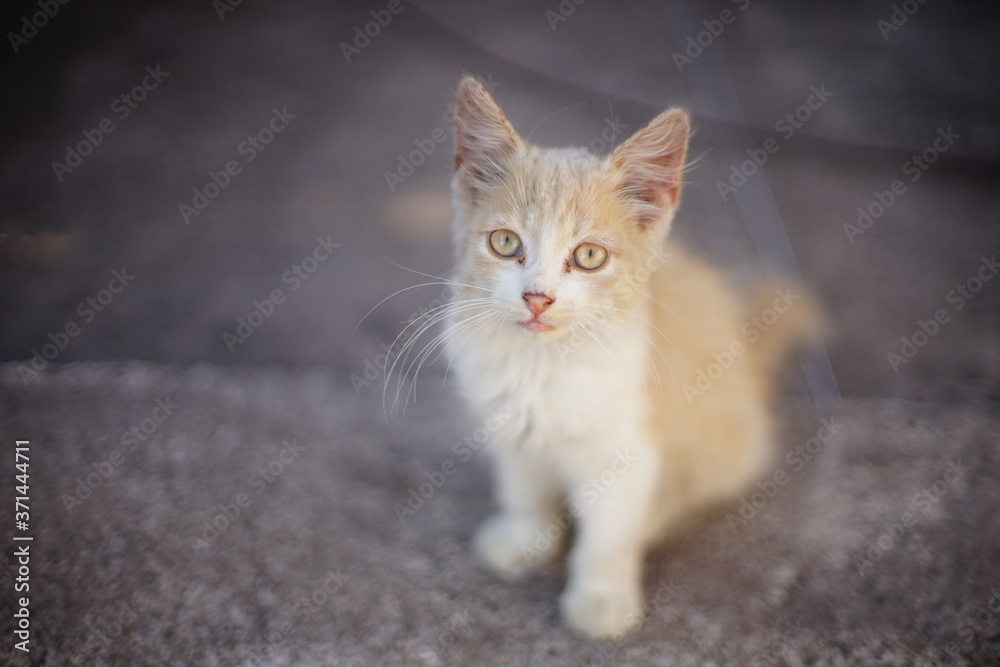 grimy fluffy beige kitten sitting on the grey stone road grimy fluffy beige kitten sitting on the grey stone road
