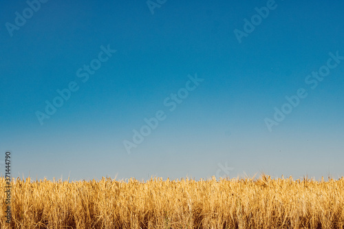 Getreidefeld im Sommer