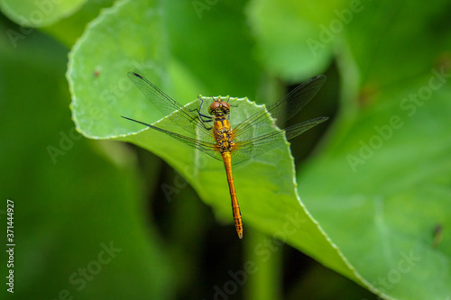 dragonfly sitting on a blade of grass close up © toomler