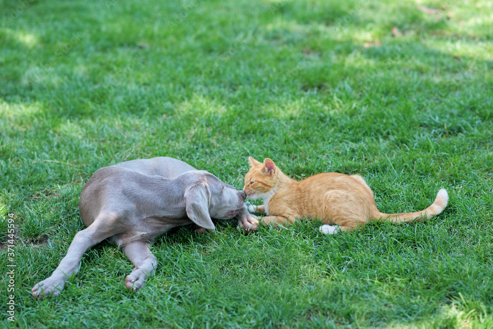 Orange Kitten kissing grey wajmaraner puppy on green grass Orange Kitten kissing grey wajmaraner puppy on green grass