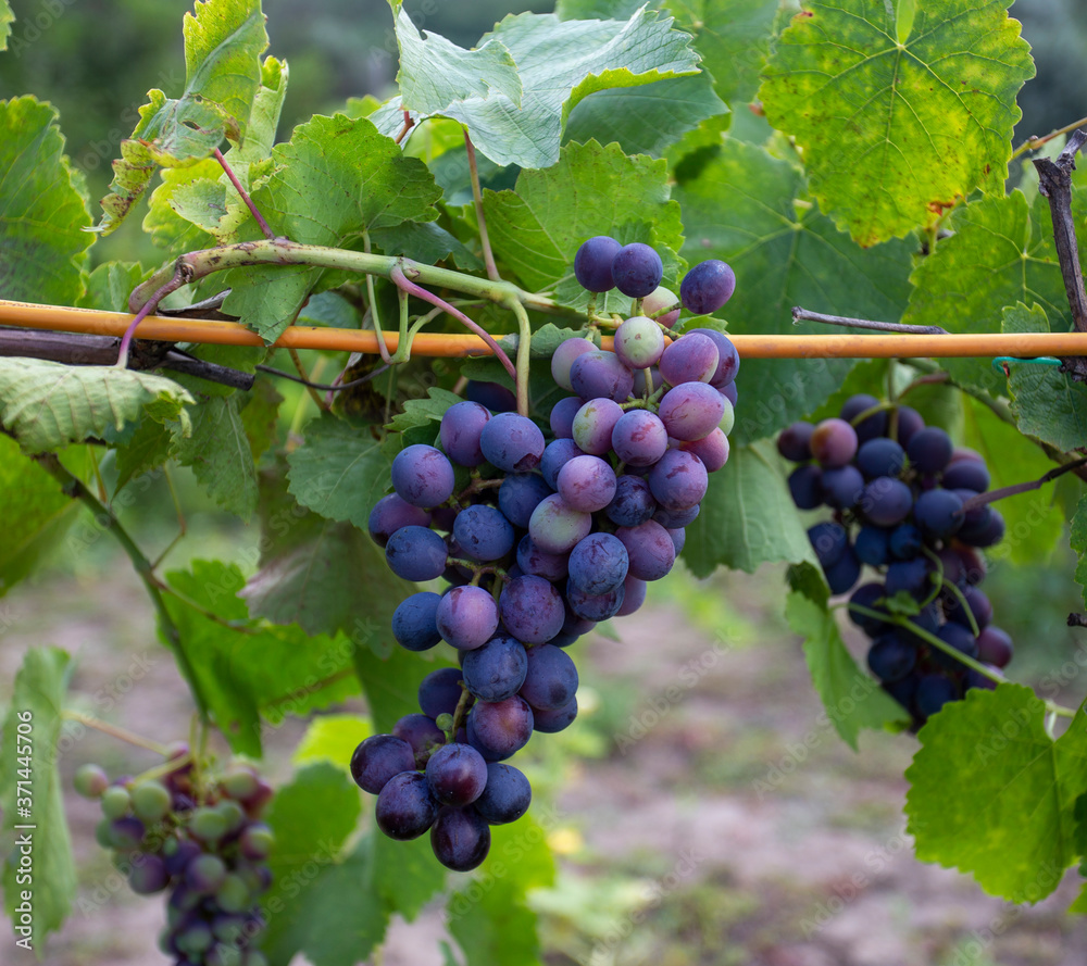 Grapevine with ripe violet grapes