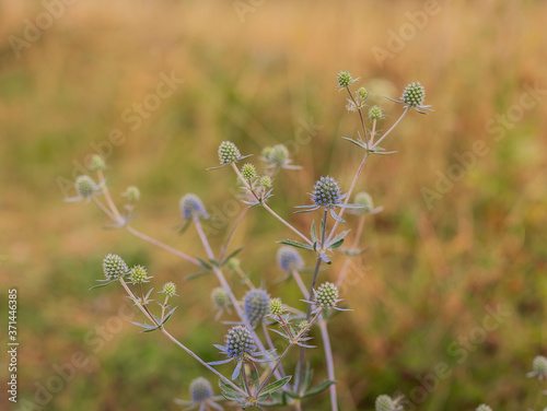 A field plant of blue color on a yellow background. Feverweed. Selective focus. photo