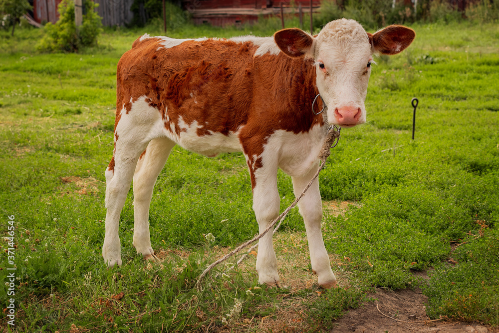 Calf grazes in the meadow. Cattle, livestock, bull, cow. Symbol of 2021. Calf grazes in the meadow. Cattle, livestock, bull, cow. Symbol of 2021.
