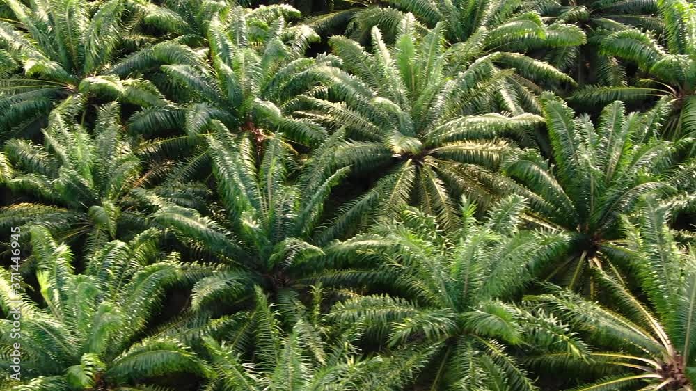 Nature background. Aerial view of tropical green palm trees growing in rows at plantation in Thailand