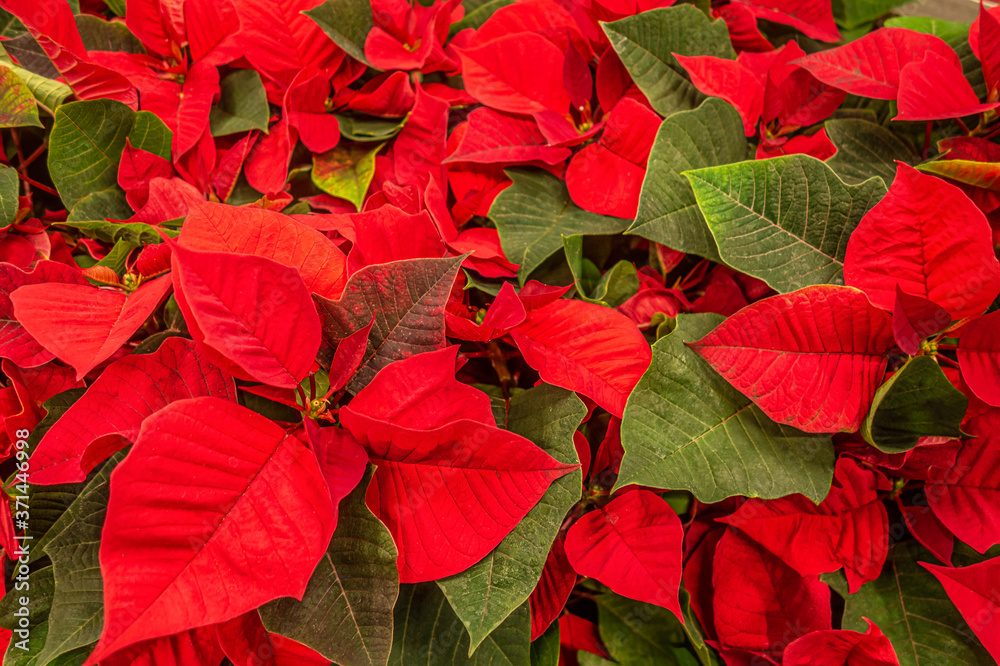 bright floral festive christmas background of poinsetia flowers close up