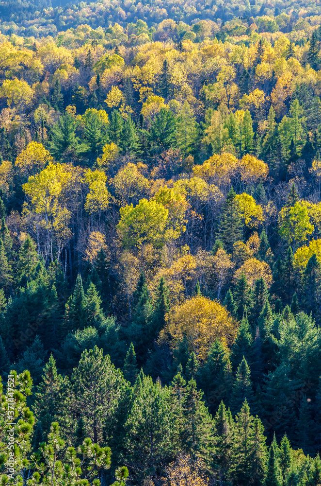 Colorful trees