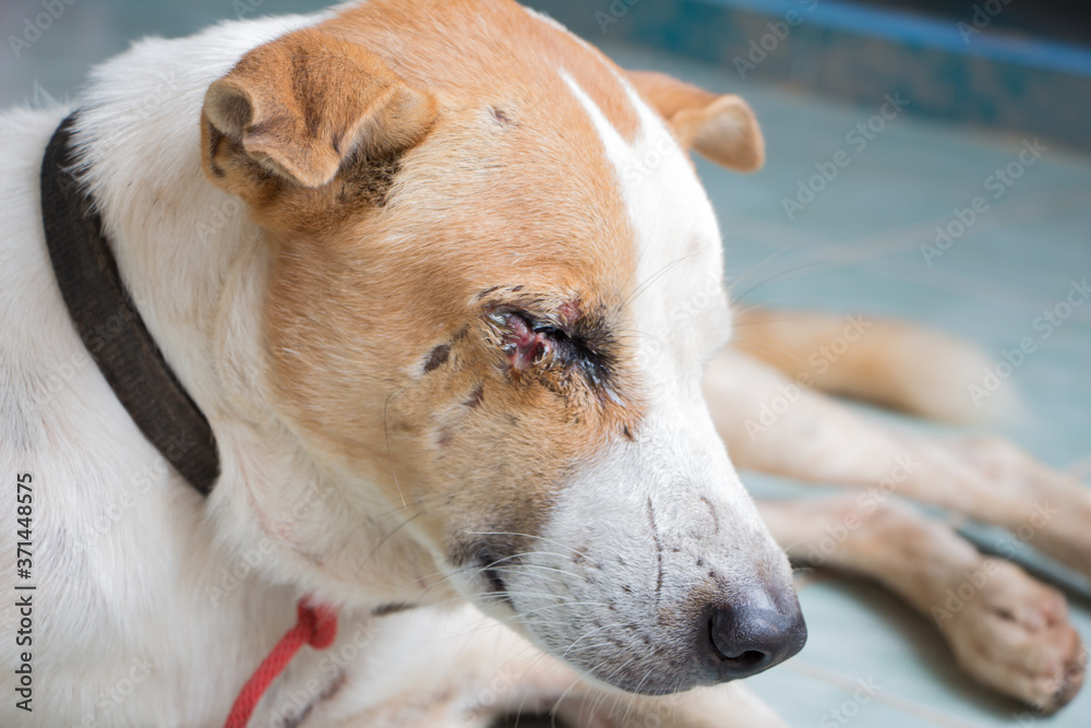 Dog eye sores Dog eye sores