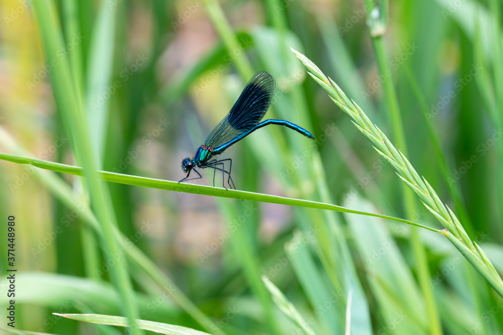 lose-up view of a Banded Demoiselle (Calopteryx splendens) damselfly on green vegetation lose-up view of a Banded Demoiselle (Calopteryx splendens) damselfly on green vegetation