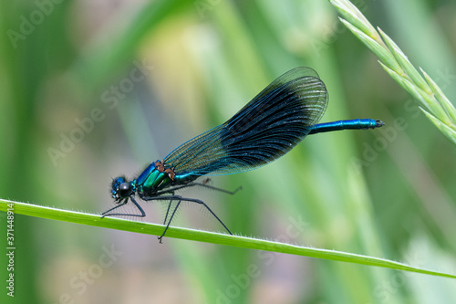 lose-up view of a Banded Demoiselle (Calopteryx splendens) damselfly on green vegetation