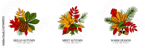 Set of hand drawn autumn designs with chestnut, maple and rowanberry leaves, cones and acorns isolated on white background. Vector illustration in colored sketch style.