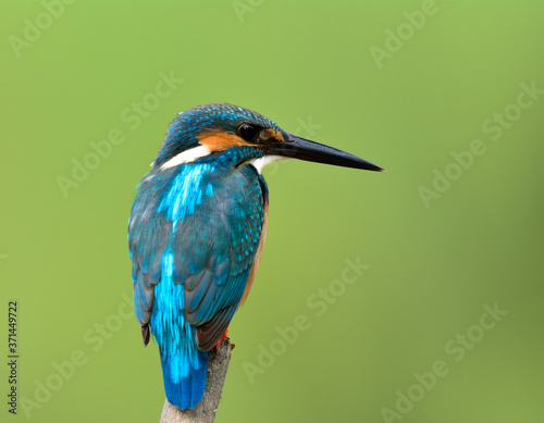 Beautiful blue bird, Common kingfisher (Alcedo atthis) perching on wooden branch wait to catching a fish in stream over green blur background, magnificent creature