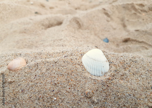 Small white seashell on the beach sand