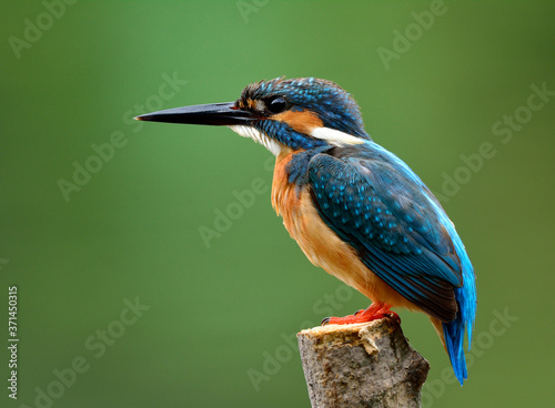 Blue bird, Common kingfisher (Alcedo atthis) perching on the pole catching a fish in stream over green blur background, lovely nature