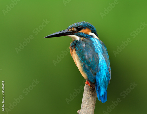 Blue bird, Common kingfisher (Alcedo atthis) perching on the wooden pole in stream showing its back feathers over green blur background, lovely nature