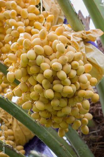 Barhee Date palm on tree photo