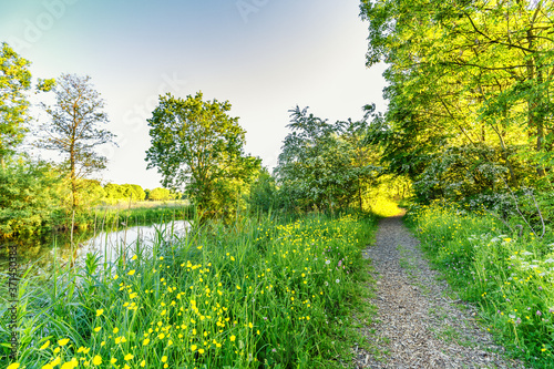 Spring landscape along river Kromme Aar in warm yellow colors of setting sun with diffused light trough transparent tree crowns  photo