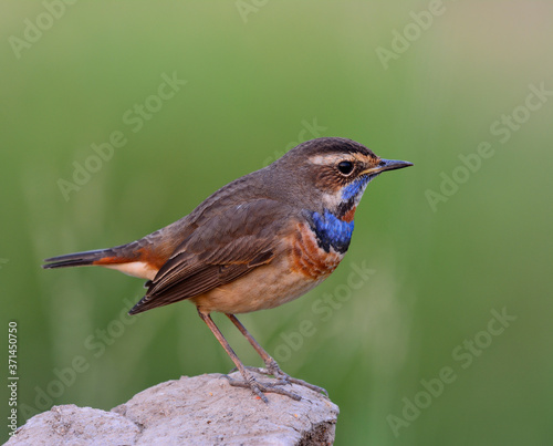 Bluethroat (Luscinia svecica) beautiful brown bird with blue neck perching on rock showing its side feathers and bright blue chest over fine green blur background, exotic nature