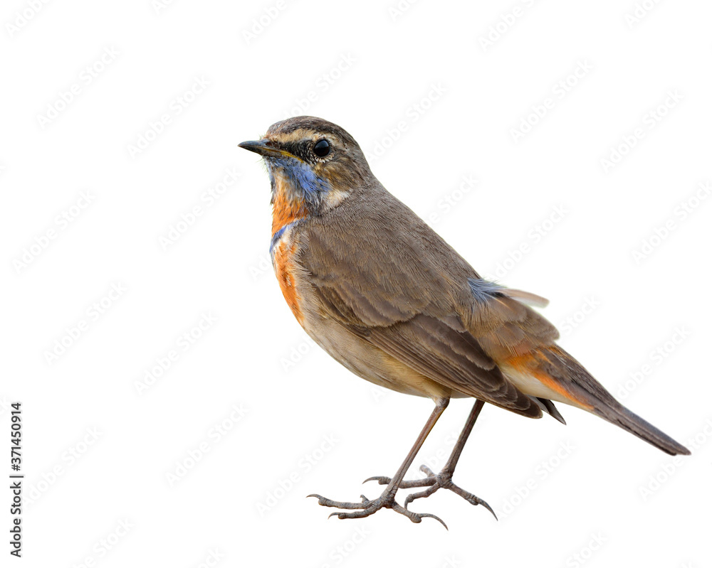 Bluethroat (Luscinia svecica) beautiful brown bird with coloful orange and blue neck fully standing showing detail from head to tail isolated on white background Bluethroat (Luscinia svecica) beautiful brown bird with coloful orange and blue neck fully standing showing detail from head to tail isolated on white background