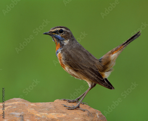 Bluethroat (Luscinia svecica) beautiful brown bird with orange and blue feathers on its neck perching on dirt rock with tail wagging, fascinated creature