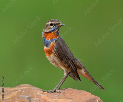 Bluethroat (Luscinia svecica) beautiful brown bird with orange and blue feathers on its neck perching on the rock with tail wagging, fascinated creature