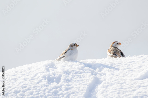 Two little snow buntings (Plectrophenax nivalis) resting in snow during migration in Estonia, Northern Europe