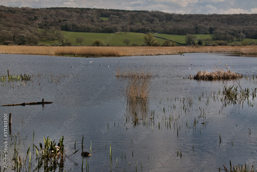 A view of Leighton Moss Nature Reserve