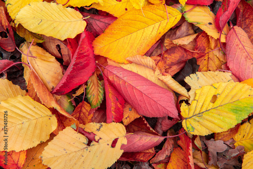 Nice color leaves  nature background abstract macro close up autumn