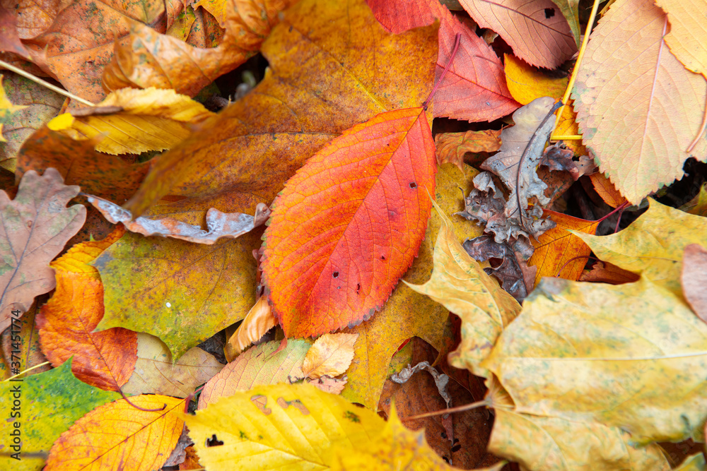 Nice color leaves nature background abstract macro close up autumn Nice color leaves nature background abstract macro close up autumn