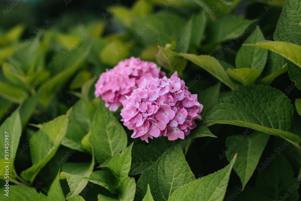 Purple Hydrangea flower (Hydrangea macrophylla) in a garden Purple Hydrangea flower (Hydrangea macrophylla) in a garden