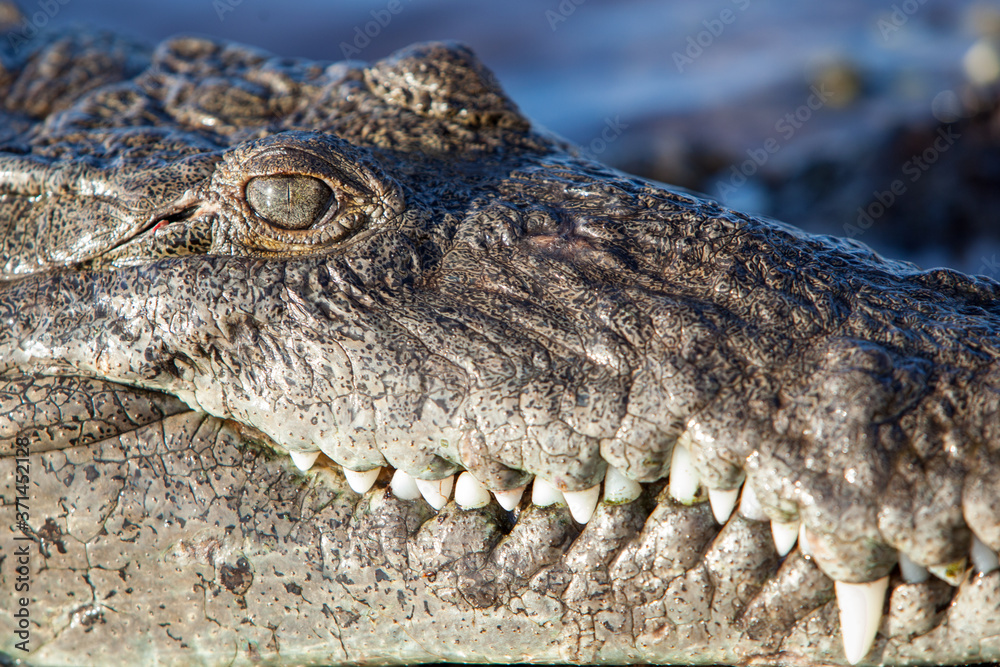 Obraz premium An American crocodile, Crocodylus acutus, lurks at the water's edge in the Caribbean Sea in Belize. These dangerous and sneaky predators can reach lengths of over 15 feet.