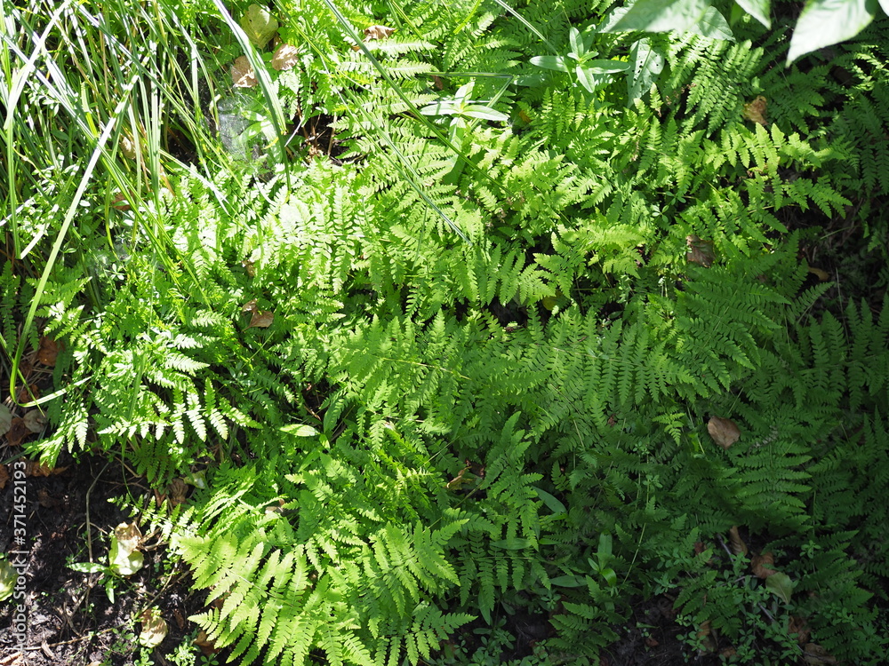Beautyful ferns leaves green foliage natural floral fern background in sunlight. Beautyful ferns leaves green foliage natural floral fern background in sunlight.