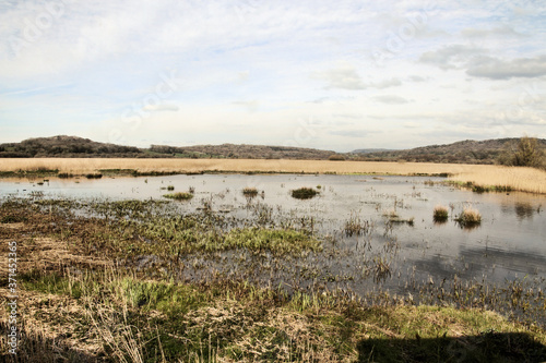 Fototapeta Naklejka Na Ścianę i Meble -  A view of Leighton Moss Nature Reserve