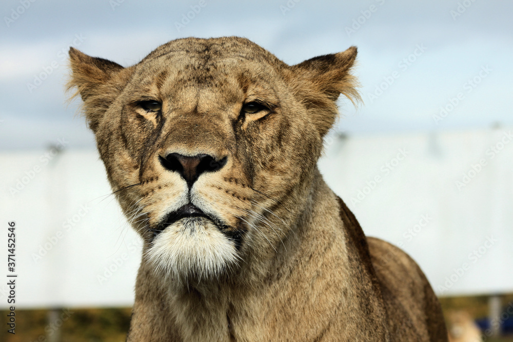Fototapeta premium close up of a lion