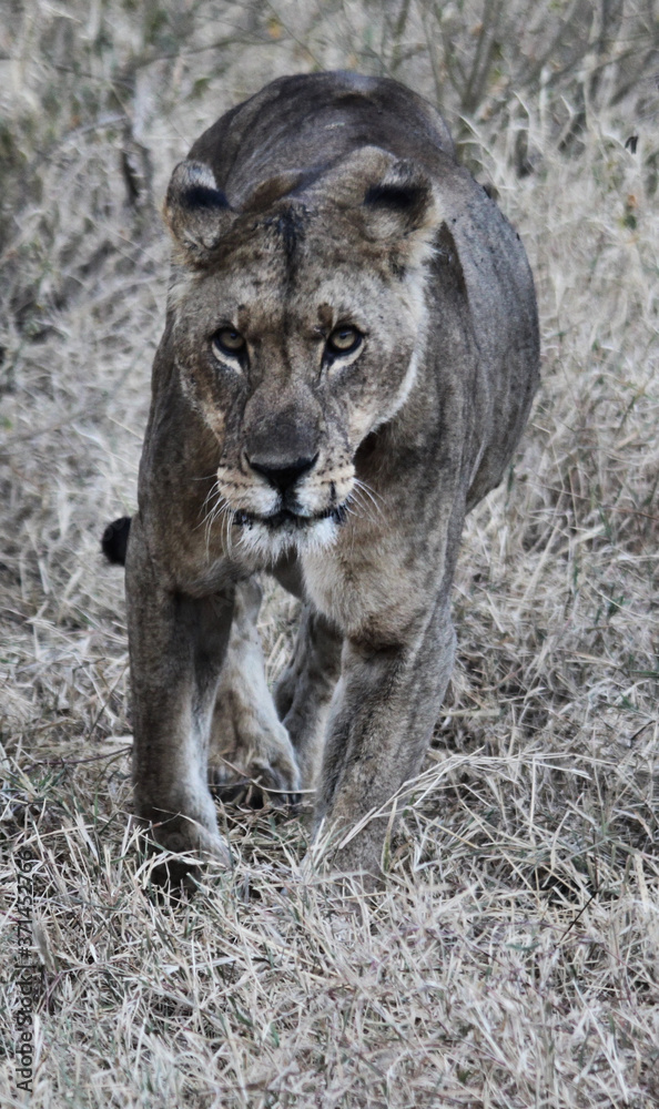 Naklejka premium portrait of a lion