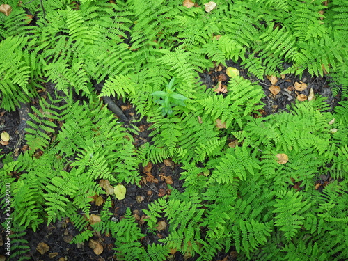 Beautyful ferns leaves green foliage natural floral fern background in sunlight.