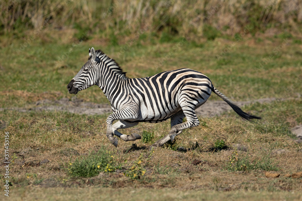 Adult zebra full body side view galloping across the Moremi plains in Botswana Adult zebra full body side view galloping across the Moremi plains in Botswana