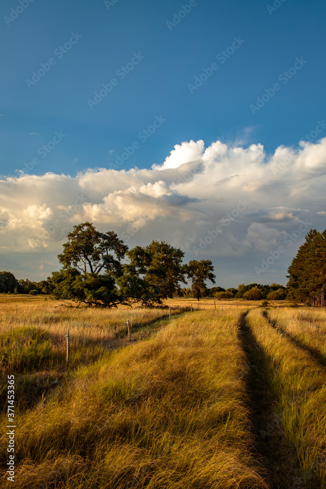 Fototapeta premium evening steppe landscape with blue sky and clouds