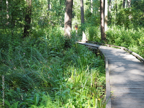 Wooden bridge trough the forest in a nature park photo