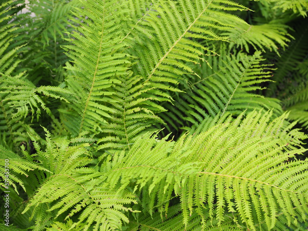 Beautyful ferns leaves green foliage natural floral fern background in sunlight.