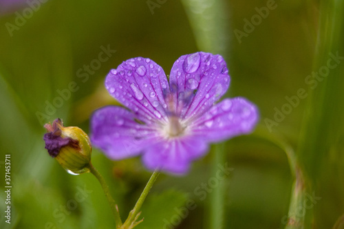 Purple flower in dew fresh greens meadow grass