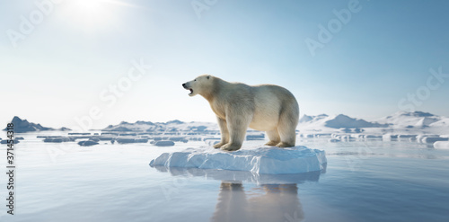 Foto Polar bear on ice floe. Melting iceberg and global warming.