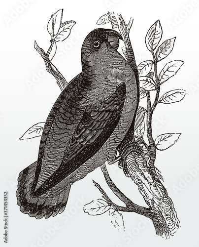 Red-headed lovebird, agapornis pullarius sitting on a branch with leaves, after an antique illustration from the 19th century