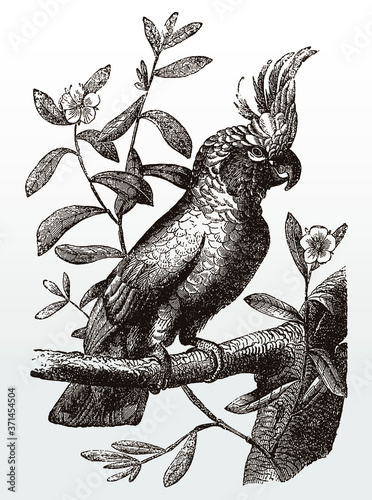 White cockatoo, cacatua alba with an erected crest sitting on a leafy branch, after an antique illustration from the 19th century